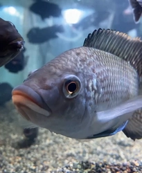 カンボジア養殖魚「ティラピア」を食べよう！ 「カンボジアフェスティバル2025」にてティラピアブリトーを提供