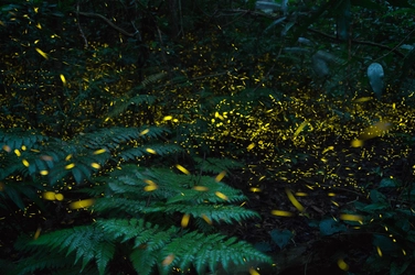 【西表島ホテル】光が織りなす幻想的な空間を楽しむ 「ヤエヤマヒメボタル観賞ツアー」開催 | 期間：2021年2月22日～4月24日