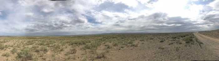 自生するモンゴリアンベリー_2