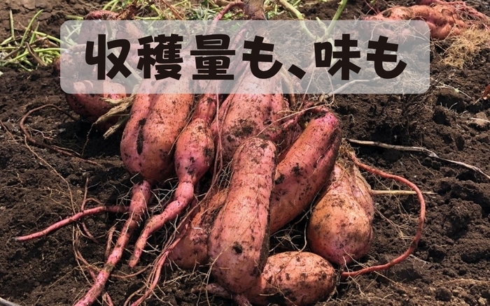 味も収穫量も