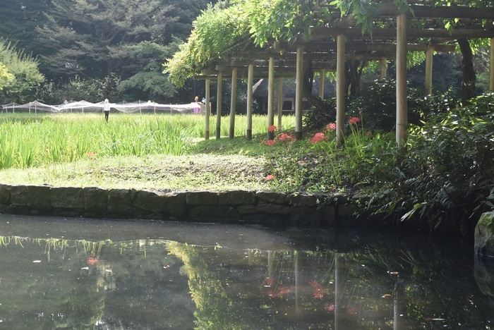 田園とヒガンバナ(9月15日撮影)