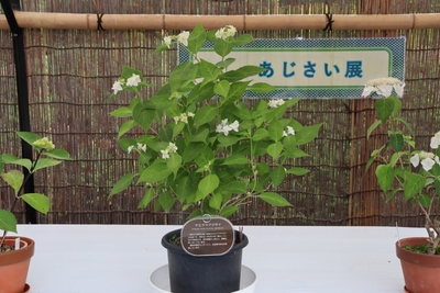 toBe0kcaORLmJO8625UV.JPG?w=940&h=940