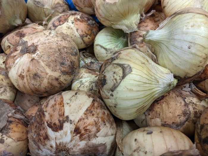 泉州黄たまネギ“吉見早生” (よしみわせ)/田尻町