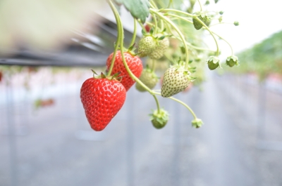 tvIkImWMl1vy43i9fasM.JPG?w=940&h=940