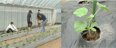 令和6年（2024年）にメロンのアースストレート苗を定植して試験栽培をしている様子（左）、定植された苗（右）