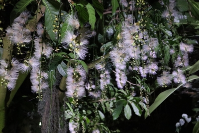 サガリバナ（令和６年７月撮影）