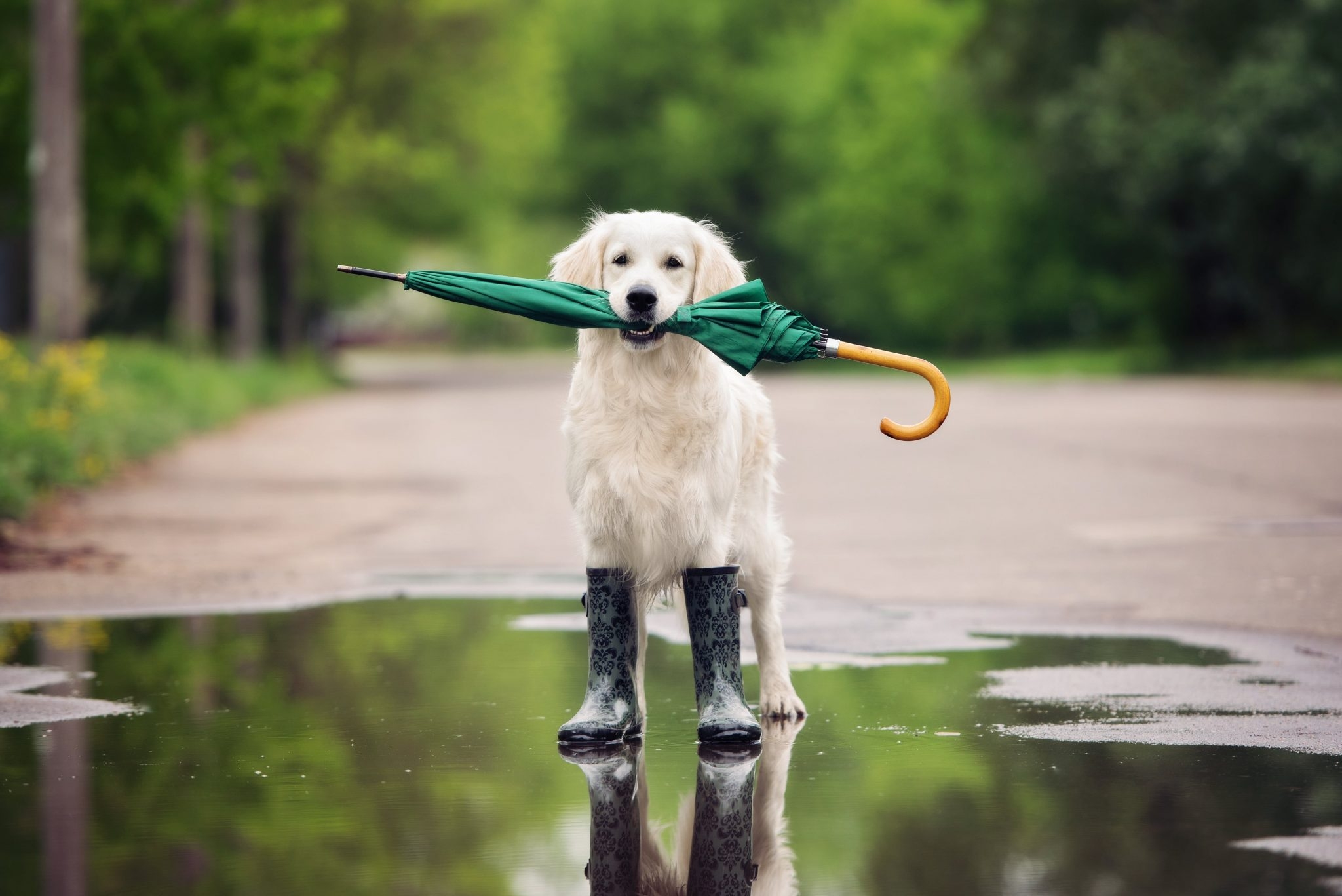 雨の日にお散歩へ行く場合は、便利グッズを使って少しでも快適にお散歩へ行きましょう!