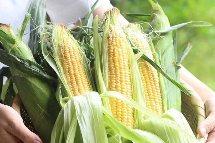 メロンより甘いとうもろこしをセルフ販売