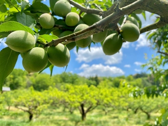 滋賀の寿長生の郷にて収穫体験「梅狩り」を 6月10日(土)～7月2日(日)の期間限定で開催！ 期間中はイベントの実施や梅を使った限定メニューもご用意