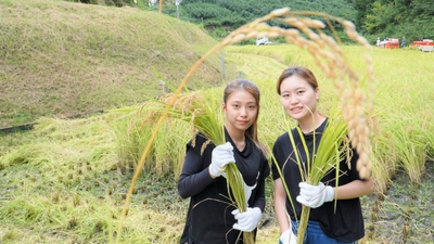 京都南山城村での稲刈り体験
