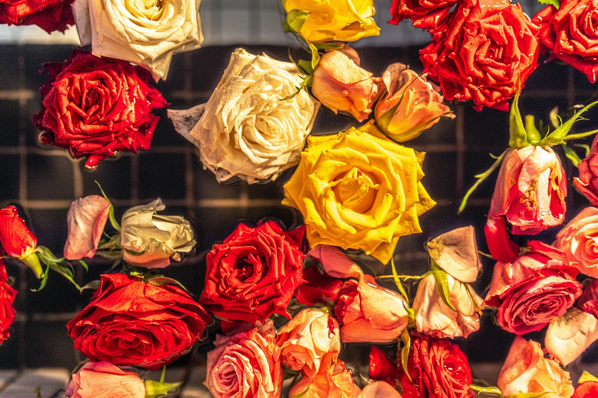 つかしん天然温泉「湯の華廊(R)」春のお客様大感謝祭開催 -春の生バラ風呂をご用意 特別湯に浸りながら春を迎えましょう-