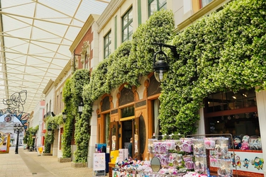 【志摩スペイン村】スタージャスミン、もうすぐ満開です！！