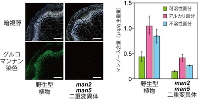 図3. man2 man5二重変異体におけるグルコマンナンの減少　左の写真は野生型植物とman2 man5二重変異体の茎のグルコマンナンを染色したものである。スケールバーは100µmを表す。右は細胞壁を分画して構成糖中のマンノース含量を調べたもので、可溶性画分、アルカリ画分、不溶性画分いずれもマンノース含量が顕著に低下していた。なお、細胞壁のマンノースの大半はグルコマンナンとして存在している。