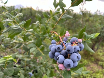 夏の鶴岡で無料でブルーベリー食べ放題！ 月山高原で地域活性イベント開催