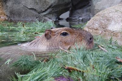 uNpW5nvVN55uP3CAQz8Y.jpg?w=940&h=940