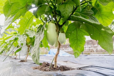 uNwYNWLS342WoNSYU52a.jpg?w=940&h=940