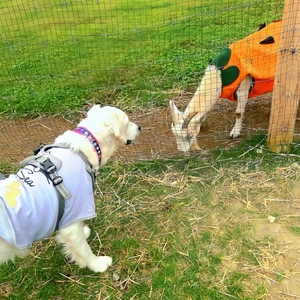 uO8e1ZhwVNs9dpGEqQ9m.jpg?w=940&h=940