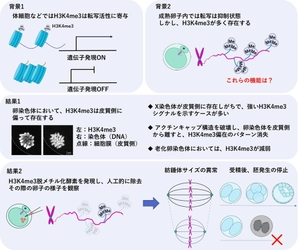卵子染色体の正常性維持におけるヒストン修飾の新たな役割を解明　～ヒストン修飾H3K4me3は卵染色体や紡錘体の安定性を制御する～