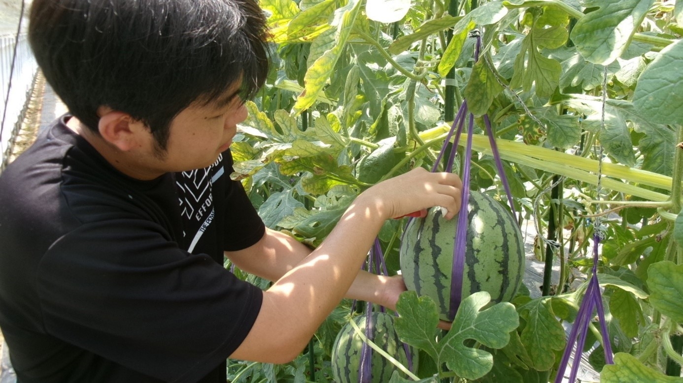 近⼤ICTスイカを収穫する農学部生