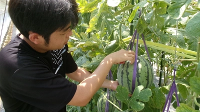 近大農学部生がICT農法で初めて栽培したスイカを数量限定で発売　種の弾ける食感が特徴の近大ICTスイカ「ぷちっと」