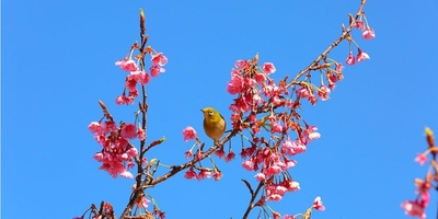 uYcKMb1Nox8r0xoPLcoF.jpg?w=940&h=940