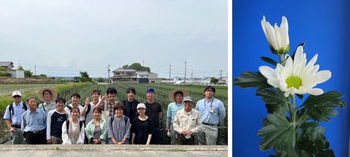 6月に実施した圃場見学(左)、二輪ギク(右)
