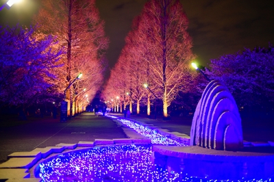 公園入口ライトアップの様子（4月4日テスト点灯時撮影）