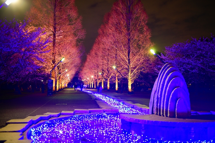 公園入口ライトアップの様子(4月4日テスト点灯時撮影)