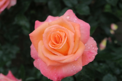 「フロージン‘82」