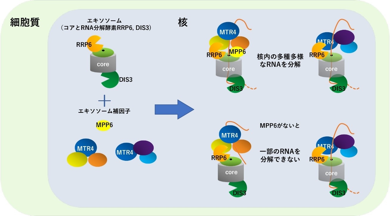 エキソソームを構成する因子