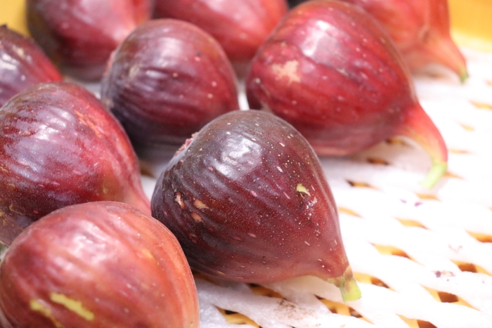 豊かな土と太陽で甘味が凝縮された朝採り完熟いちじく