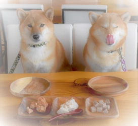 多頭飼いをするときに知りたいこと！他の犬のえさを食べないようにしつける方法を解説