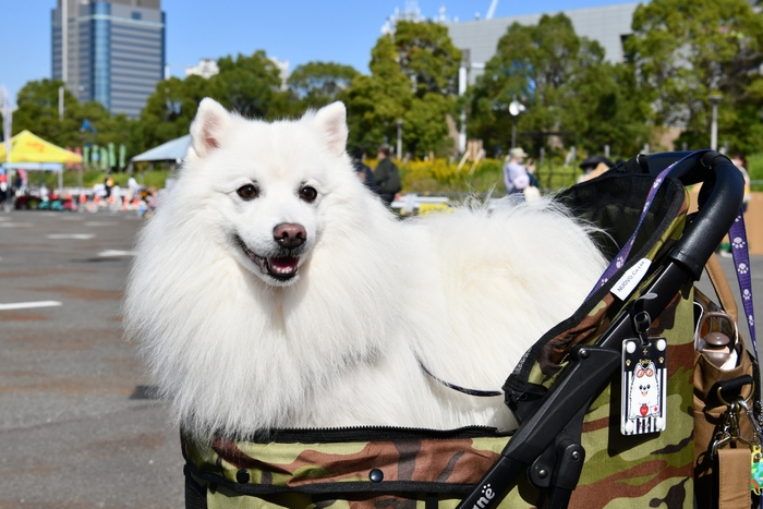 ペットとの来場大歓迎!02