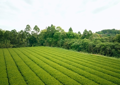 20ヘクタールある茶畑