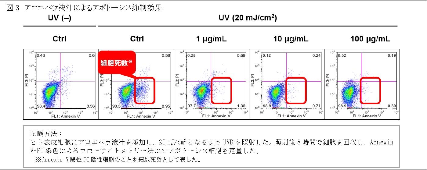 美肌効果の解明が進むアロエベラ液汁 紫外線ダメージから皮膚を守る効果を新発見