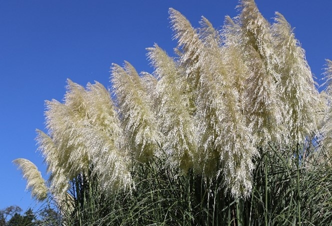 パンパスグラスの花穂(令和5年度)