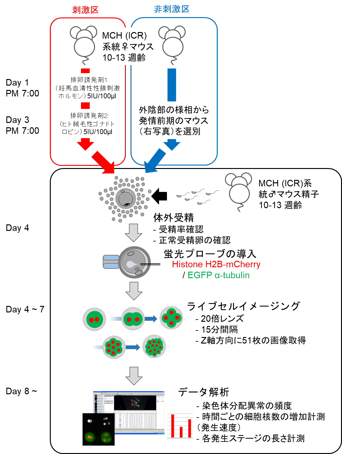 図1 実験の流れ