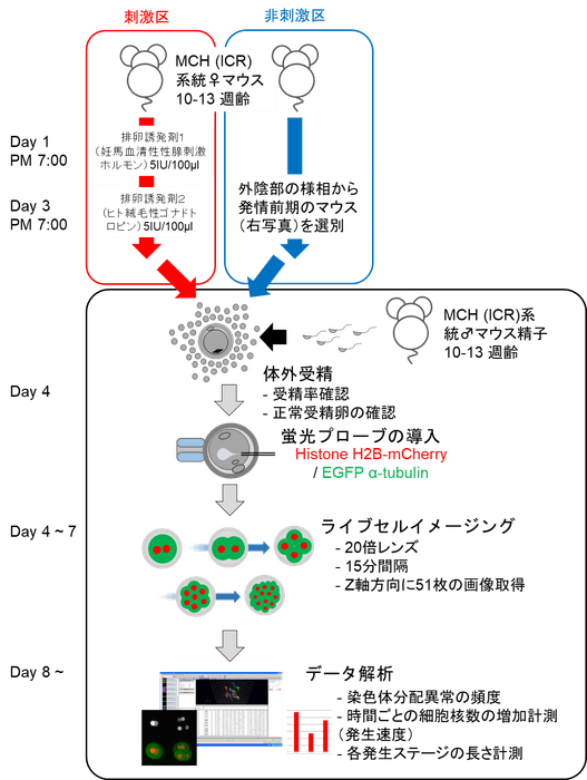 図1 実験の流れ