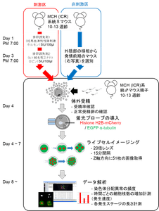 図1 実験の流れ