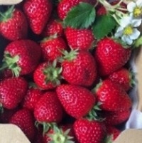 「沖縄県産いちご」