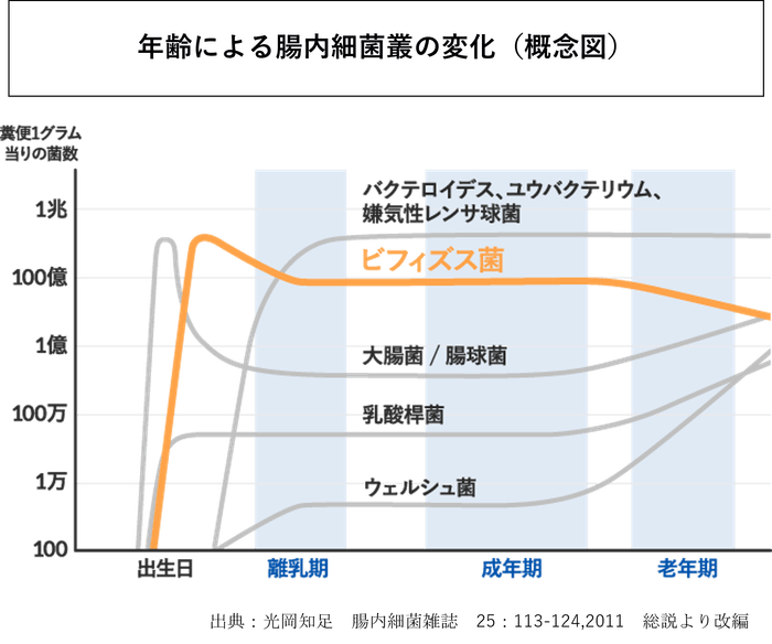 年齢による腸内細菌叢の変化(概念図)
