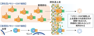 滞在型メモリーCD8T細胞、循環型メモリーCD8T細胞