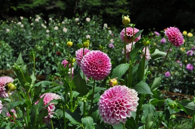 uyeE6kFXXZJga1wFZ6yU.jpeg?w=940&h=940