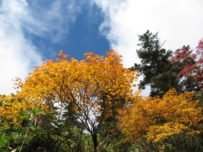 ミネカエデ(黄色)
