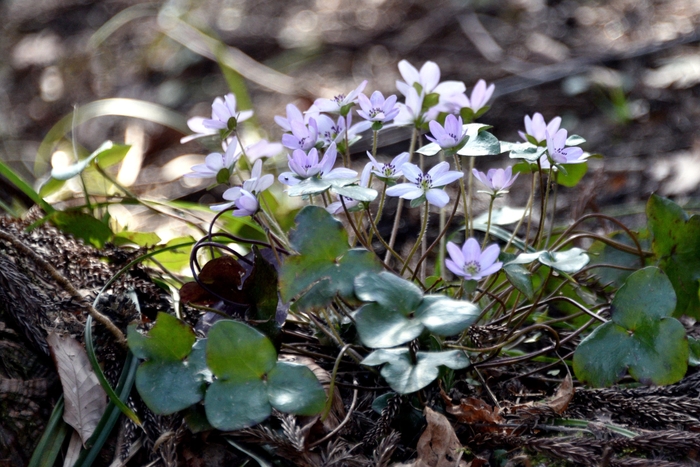本山村田妙法寺 雪割草(3)
