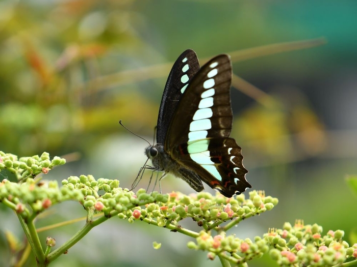 ヤブガラシの蜜を吸うアオスジアゲハ