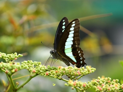 ヤブガラシの蜜を吸うアオスジアゲハ