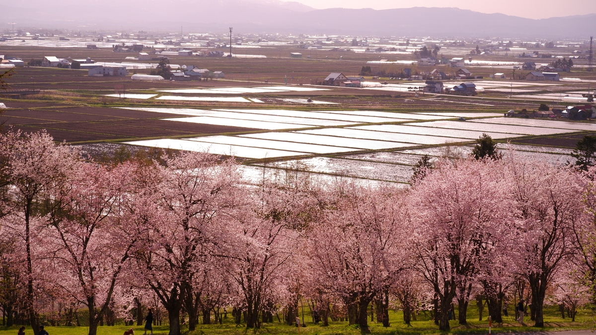 【北海道 東川町】留学生の眼で捉えた「春の花」。写真コンテスト受賞作品を町内で展示中