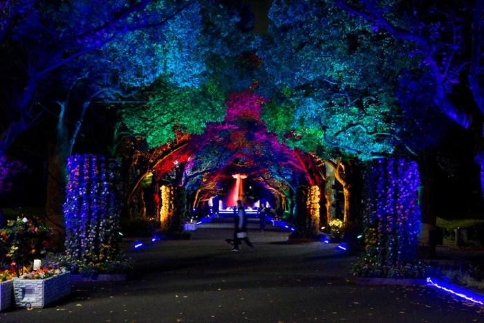 花のプロムナード ライトアップの様子