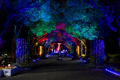 花のプロムナード　ライトアップの様子
